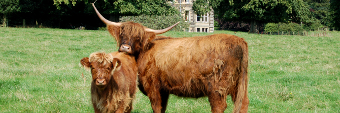 The Fife Show, Kinloss Estate, Cupar, Fife, Scotland