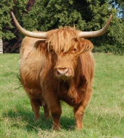 Highland Cattle, Kinloss Estate, Cupar, Fife