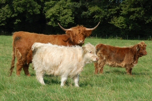 Highland Cattle
